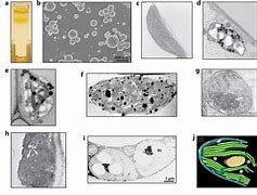 plastoglobuli,plastoglobulin