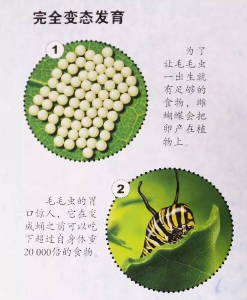 什么是变态发育的简单介绍