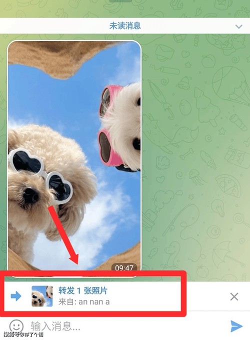 关于telegram苹果版的信息