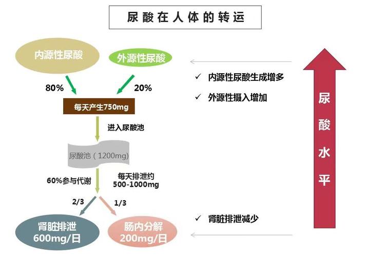 什么是尿酸血症,什么是尿酸血症怎么治疗