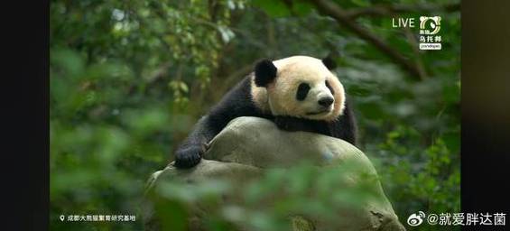 关于电报熊猫联盟免费观看的信息
