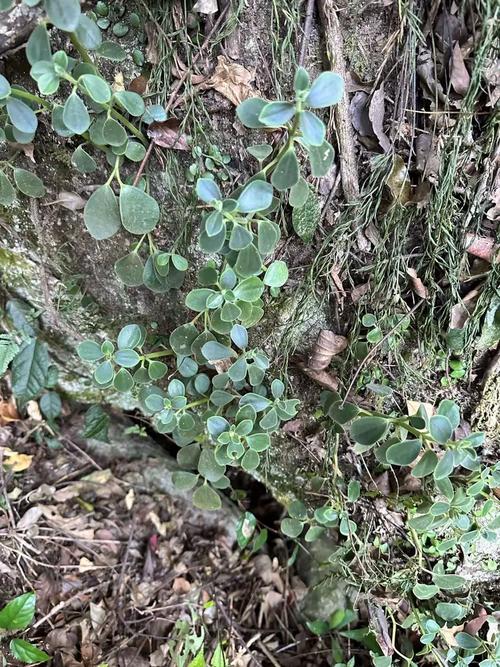peperomia,peperomia是什么植物